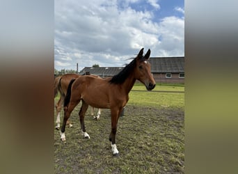 Zangersheider, Jument, 1 Année, Bai brun