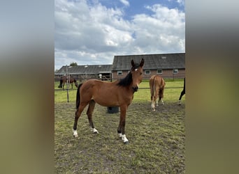 Zangersheider, Jument, 1 Année, Bai brun