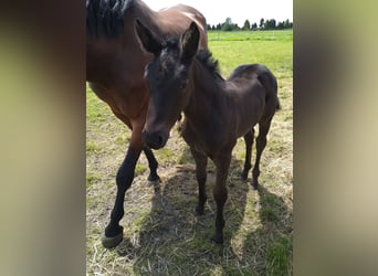 Zangersheider, Jument, 1 Année, Bai brun foncé