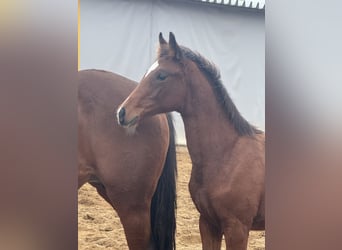 Zangersheider, Jument, 1 Année, Bai cerise