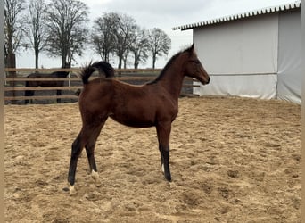 Zangersheider, Jument, 1 Année, Bai cerise