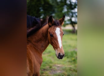 Zangersheider, Jument, 1 Année, Bai cerise