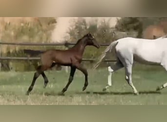 Zangersheider, Jument, 1 Année, Bai