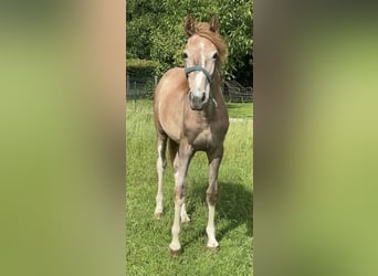 Zangersheider, Jument, 1 Année, Peut devenir gris