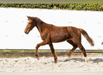 Zangersheider, Jument, 2 Ans, 145 cm, Alezan