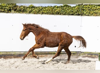 Zangersheider, Jument, 2 Ans, 145 cm, Alezan