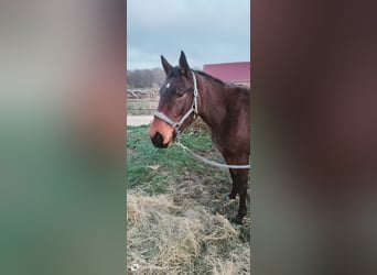 Zangersheider, Jument, 2 Ans, 150 cm, Bai