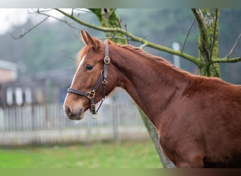 Zangersheider, Jument, 2 Ans, 159 cm
