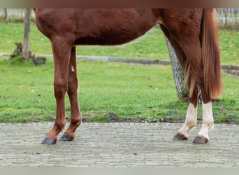 Zangersheider, Jument, 2 Ans, 159 cm