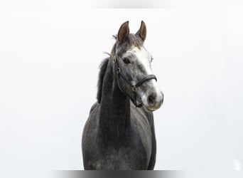 Zangersheider, Jument, 2 Ans, 161 cm, Gris