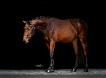 Zangersheider, Jument, 2 Ans, 162 cm, Bai