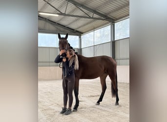 Zangersheider, Jument, 2 Ans, 162 cm, Bai