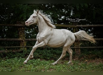 Zangersheider, Jument, 2 Ans, 165 cm, Cremello
