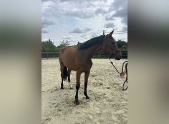 Zangersheider, Jument, 2 Ans, 166 cm, Bai brun