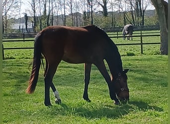 Zangersheider, Jument, 2 Ans, 166 cm, Bai brun