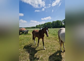 Zangersheider, Jument, 2 Ans, 167 cm, Bai