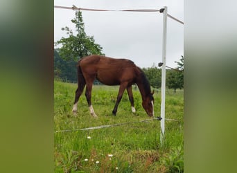 Zangersheider, Jument, 2 Ans, Bai