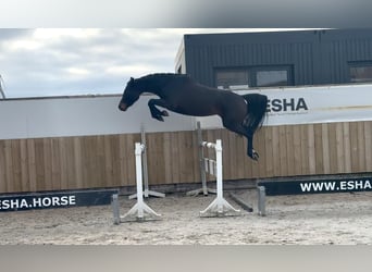 Zangersheider, Jument, 3 Ans, 160 cm, Bai brun