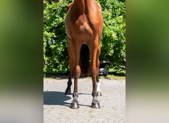 Zangersheider, Jument, 3 Ans, 160 cm, Bai