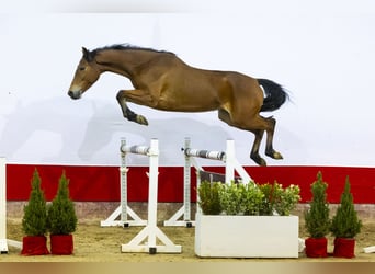 Zangersheider, Jument, 3 Ans, 160 cm, Bai