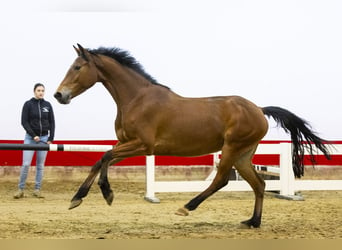 Zangersheider, Jument, 3 Ans, 160 cm, Bai