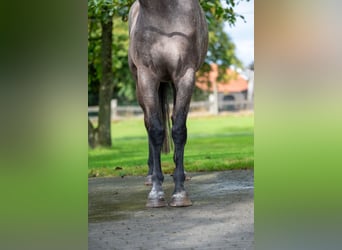 Zangersheider, Jument, 3 Ans, 160 cm, Gris