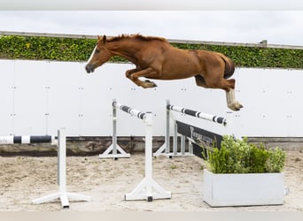 Zangersheider, Jument, 3 Ans, 162 cm, Alezan