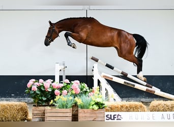 Zangersheider, Jument, 3 Ans, 162 cm, Bai