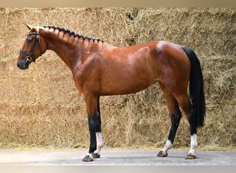Zangersheider, Jument, 3 Ans, 162 cm, Bai