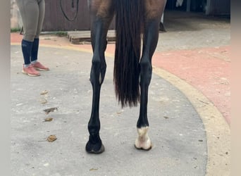 Zangersheider, Jument, 3 Ans, 162 cm, Bai