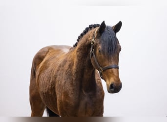 Zangersheider, Jument, 3 Ans, 162 cm