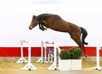 Zangersheider, Jument, 3 Ans, 162 cm