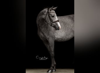 Zangersheider, Jument, 3 Ans, 163 cm, Gris