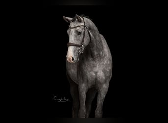 Zangersheider, Jument, 3 Ans, 163 cm, Gris