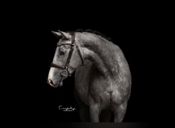 Zangersheider, Jument, 3 Ans, 163 cm, Gris