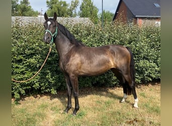 Zangersheider, Jument, 3 Ans, 164 cm, Bai brun foncé
