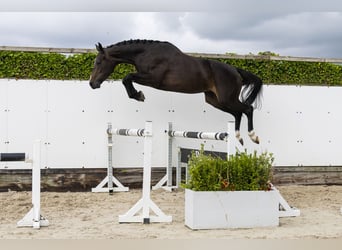 Zangersheider, Jument, 3 Ans, 165 cm, Bai brun
