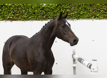 Zangersheider, Jument, 3 Ans, 165 cm, Bai brun