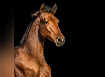 Zangersheider, Jument, 3 Ans, 165 cm, Bai