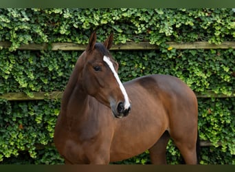 Zangersheider, Jument, 3 Ans, 165 cm, Bai