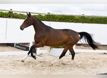 Zangersheider, Jument, 3 Ans, 165 cm, Bai