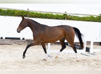 Zangersheider, Jument, 3 Ans, 165 cm, Bai