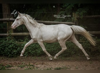 Zangersheider, Jument, 3 Ans, 165 cm, Cremello