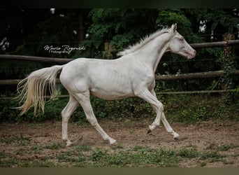 Zangersheider, Jument, 3 Ans, 165 cm, Cremello