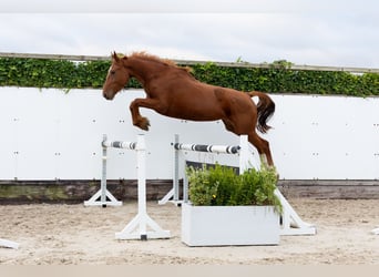 Zangersheider, Jument, 3 Ans, 166 cm, Alezan