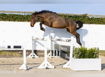 Zangersheider, Jument, 3 Ans, 166 cm, Bai