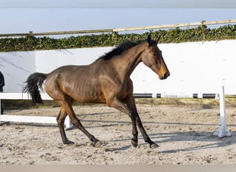 Zangersheider, Jument, 3 Ans, 166 cm, Bai