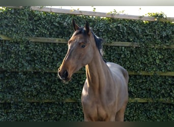 Zangersheider, Jument, 3 Ans, 166 cm, Bai