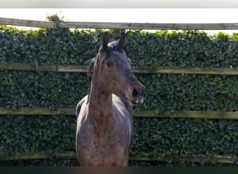 Zangersheider, Jument, 3 Ans, 167 cm, Bai