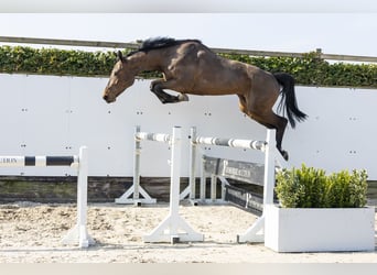 Zangersheider, Jument, 3 Ans, 167 cm, Bai